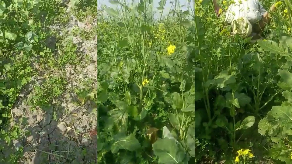 Old Man Fucking Caught In Crop Field